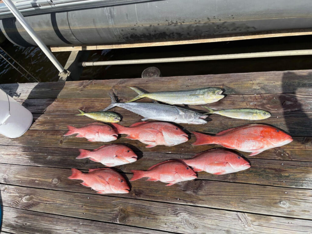 View of the fishes caught off the coast of Destin 