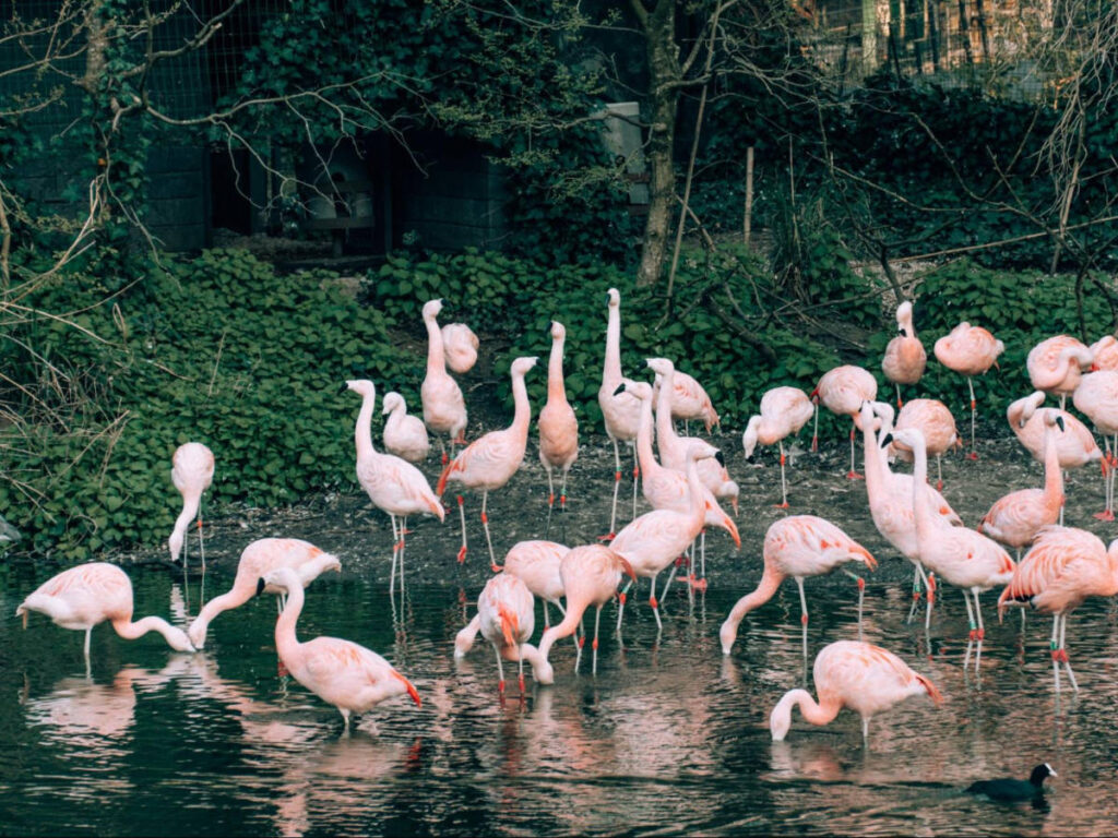 Flock of Flamingos at the edge of the pond at Artisplein