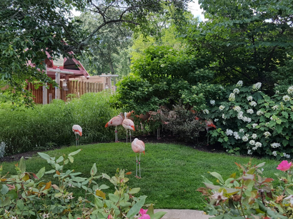 View of the flamingos roaming around the garden at the Cleveland Zoo
