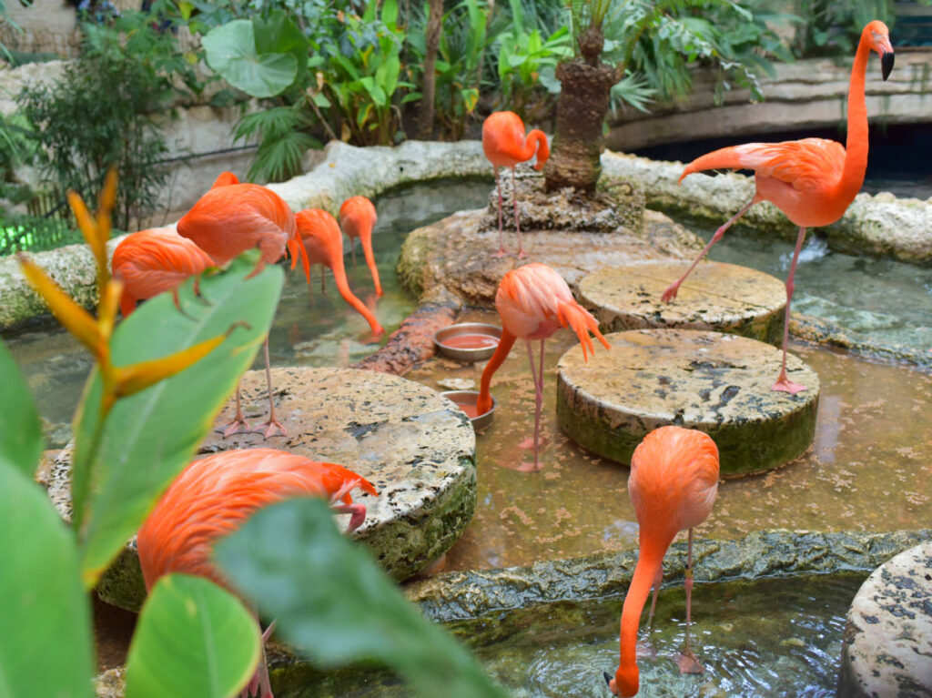 A group of American Flamingo at Dallas World Aquarium