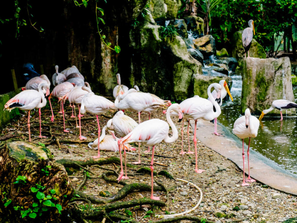 A flock of Greater Flamingos at the KL Bird Park