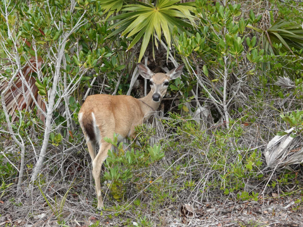 A Florida Key Deer amongst the palm trees on Big Pine Key