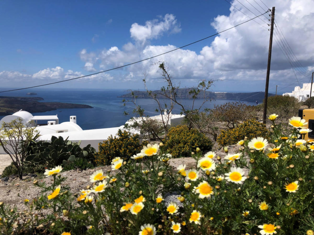 Closeup look of the blooming flowers along the pathway between Fira and Imerovigli