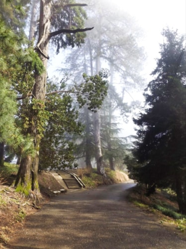 View of the fog around The Botanical Garden