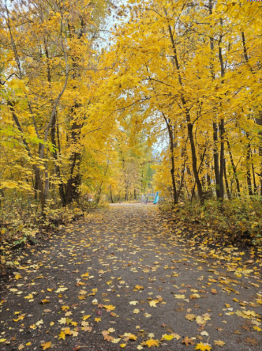 View of the vibrant foliage around Waterfront Park