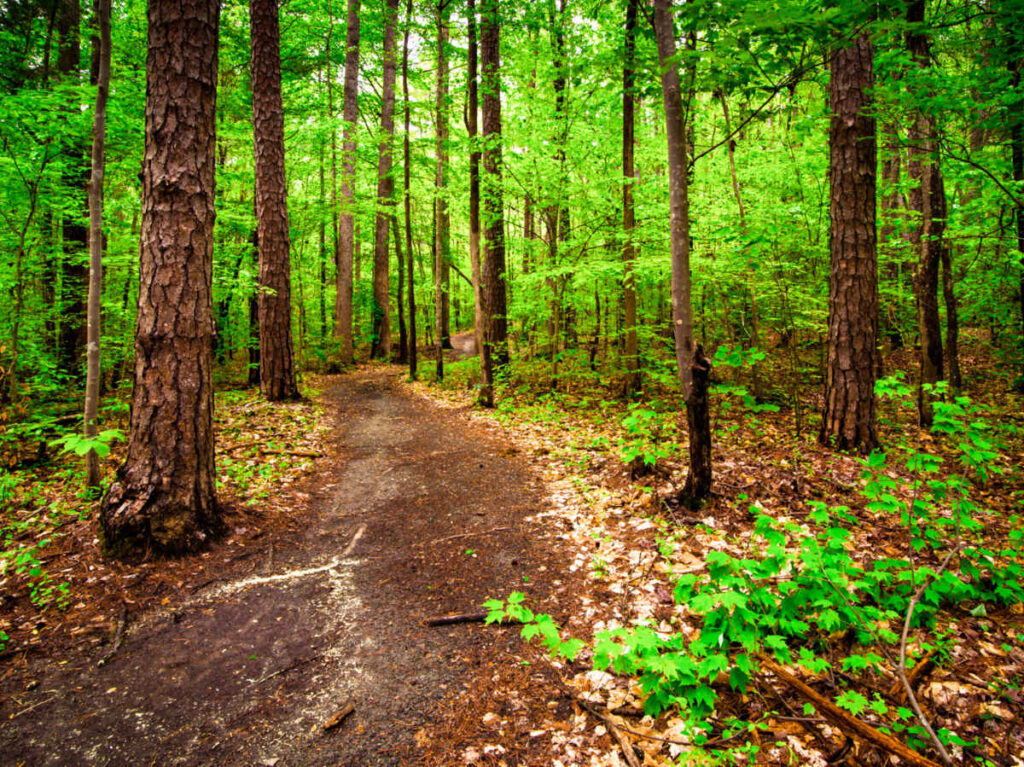 View of the trail in the middle of the forest