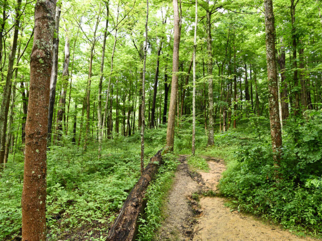 View of the trail in the middle of the forest
