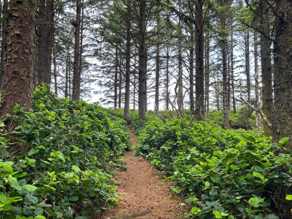 View while walking on a forest in America