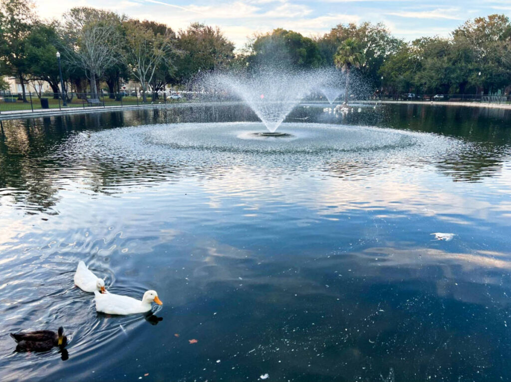 View of the ducks swimming on the fountain at Riverside Park