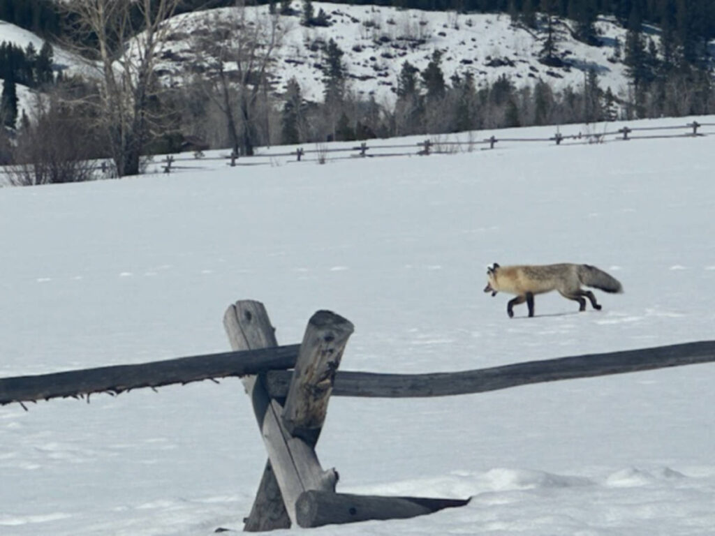 A fox running around the snow