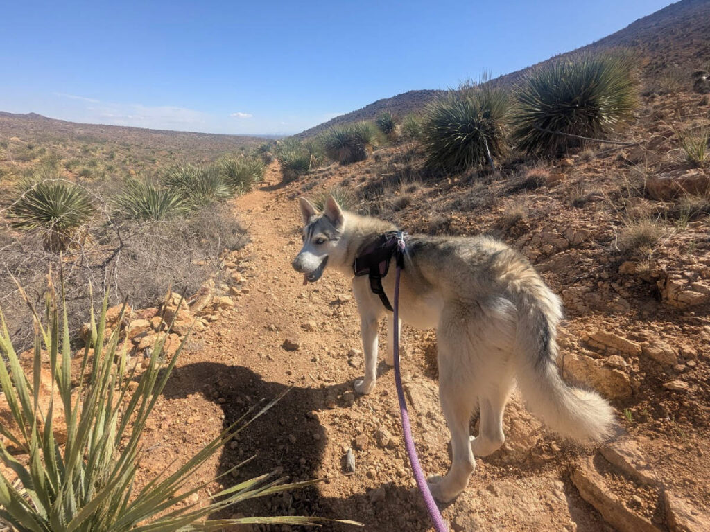 Hiking with a dog at Franklin Mountains State Park