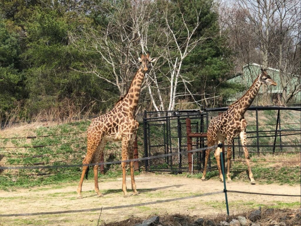 Giraffes wandering at the Franklin Park Zoo