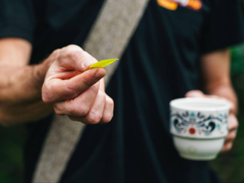 Closeup look of a man holding a fresh coca leaf