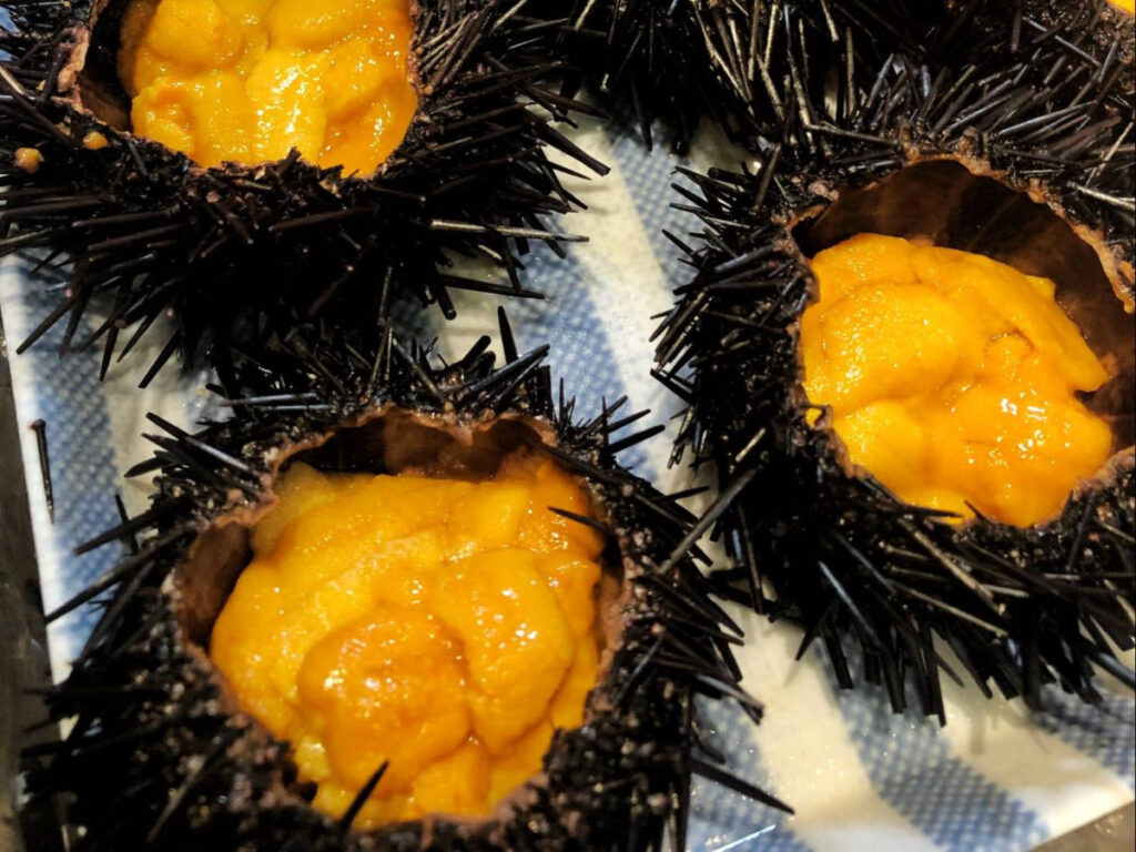 Closeup look of the fresh sea urchins