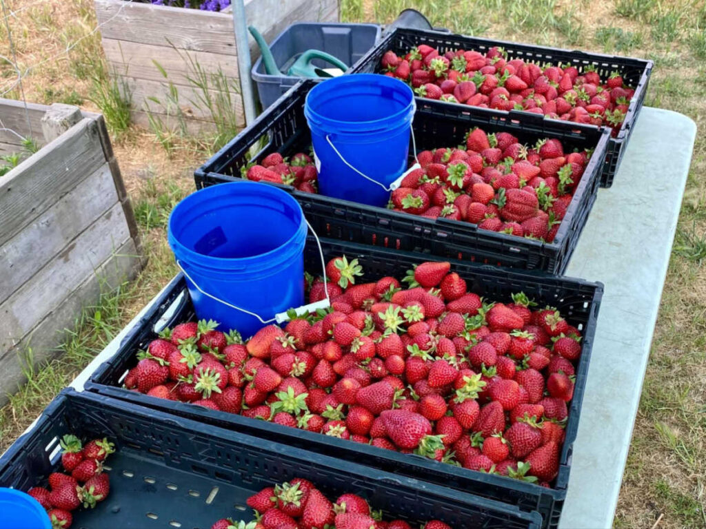 View of the trays of freshly picked strawberries at a farm