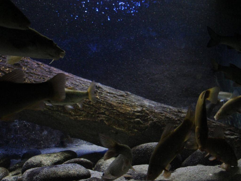 The fishes in the freshwater aquarium in the Certosa of Calci