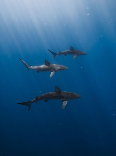 View of the Galapagos sharks under the water