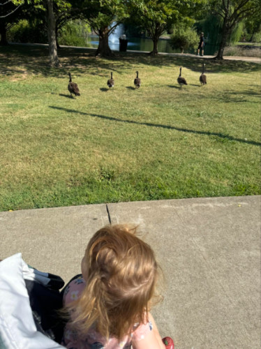 View of the Geese on the park
