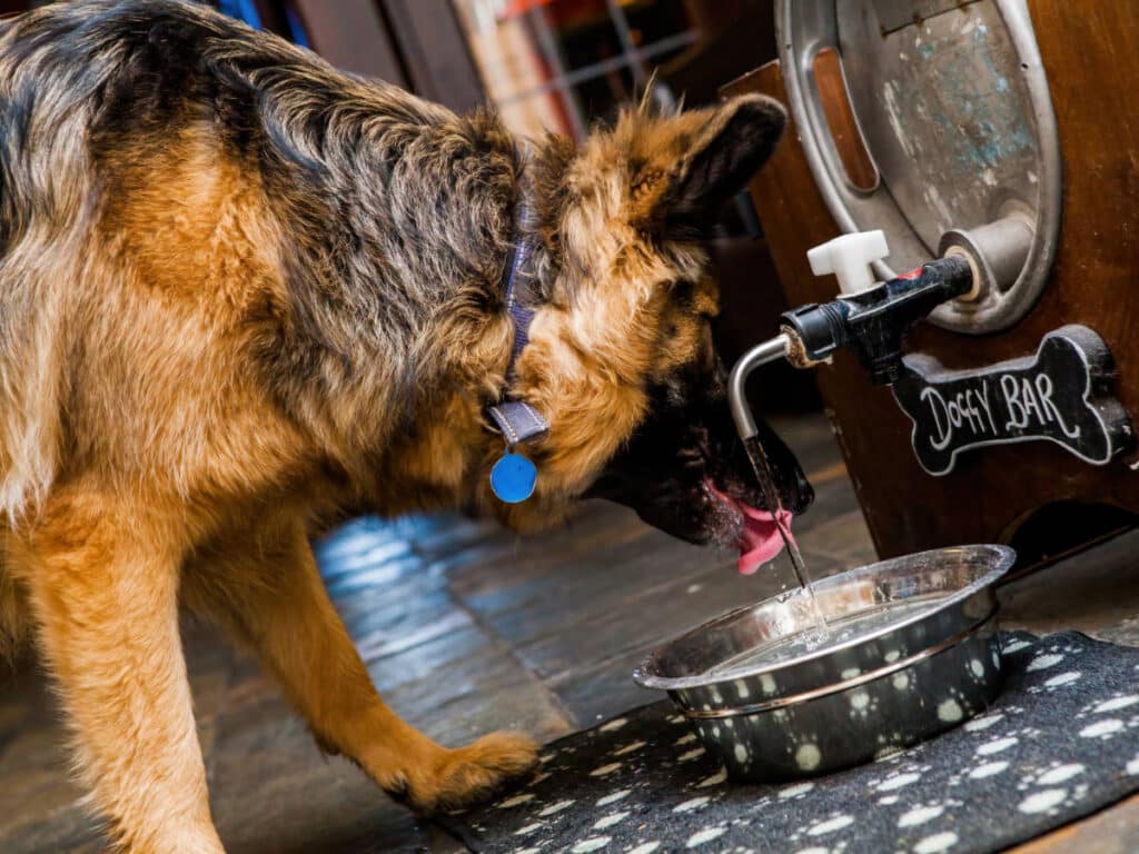 A german shepherd drinking at The Dog Bar