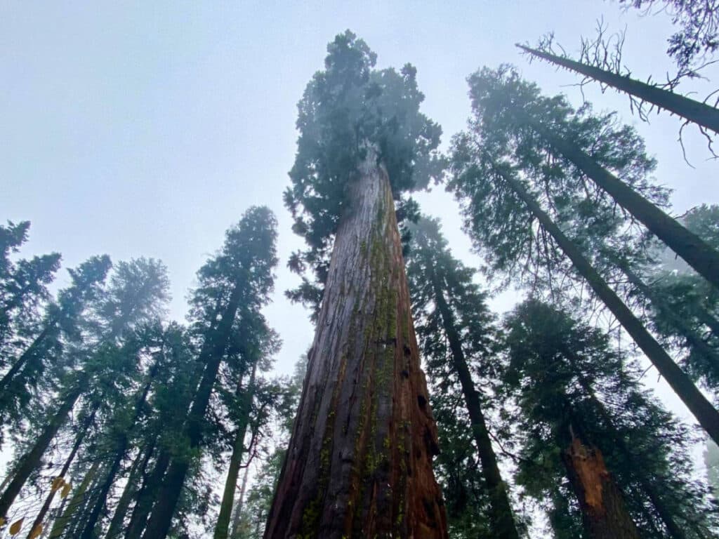 View of the giant sequoias in Calaveras Big Trees State Park