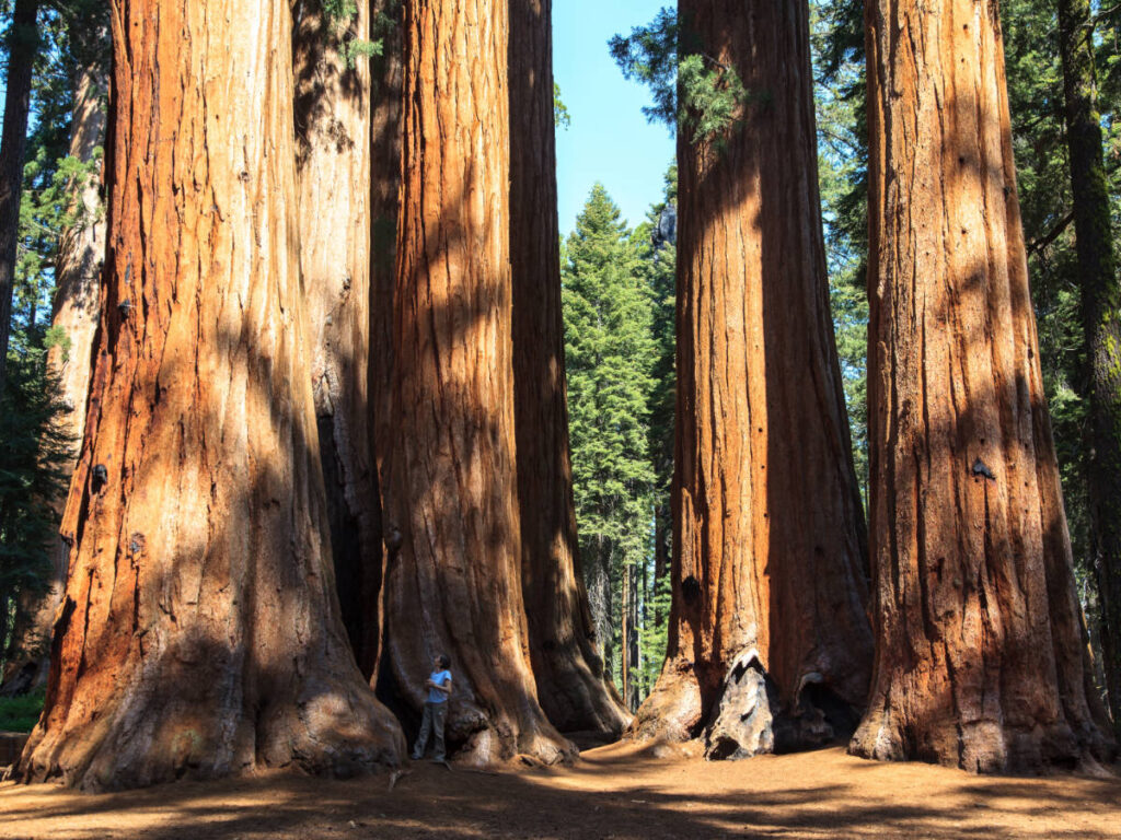 View of giant trees in Redwoods National Park