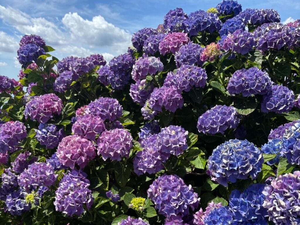 Giant hydrangeas in bloom near Lake Bolsena