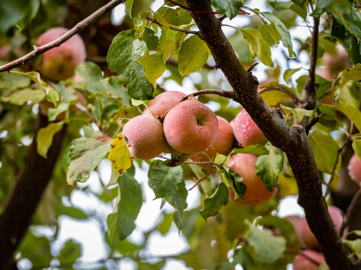 Apples on a tree in Gilcrease Orchard