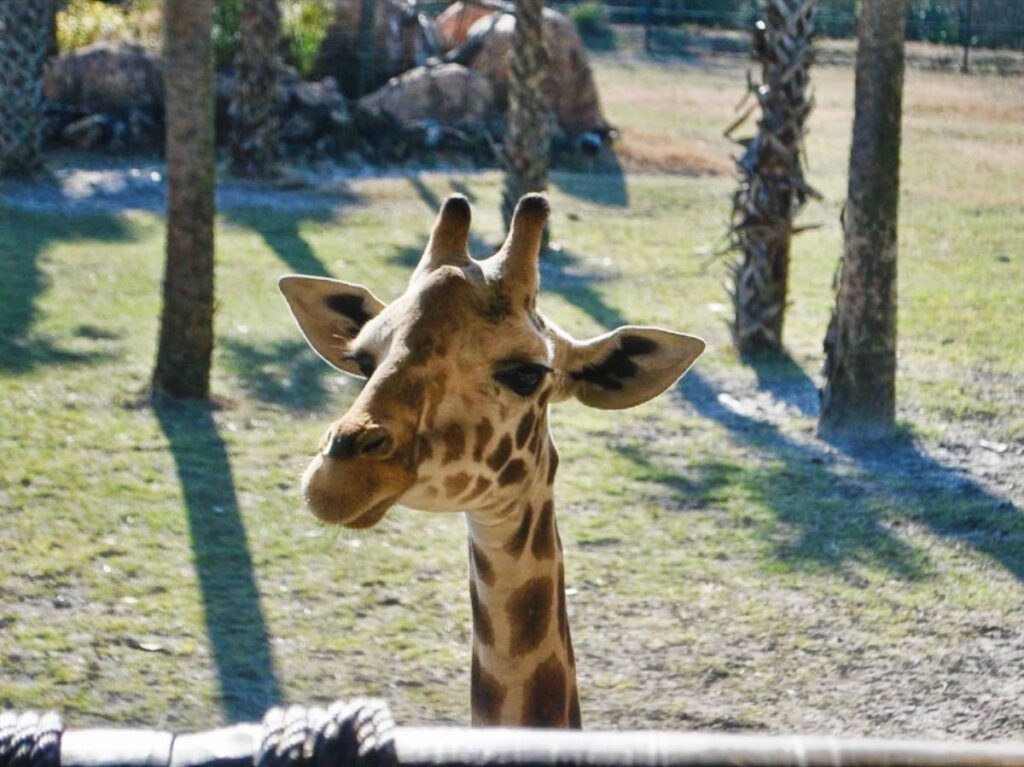 A giraffe at the Jacksonville Zoo