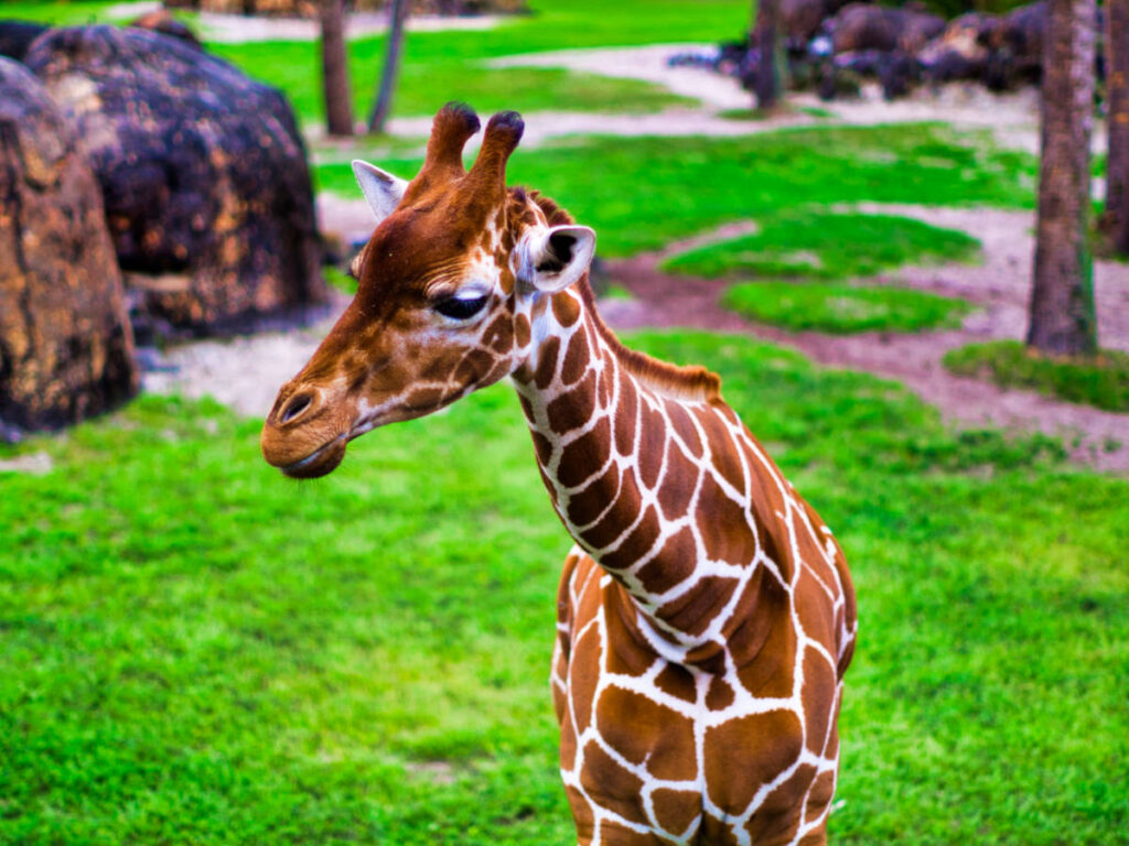 Closeup look of the giraffe from the Jacksonville Zoo