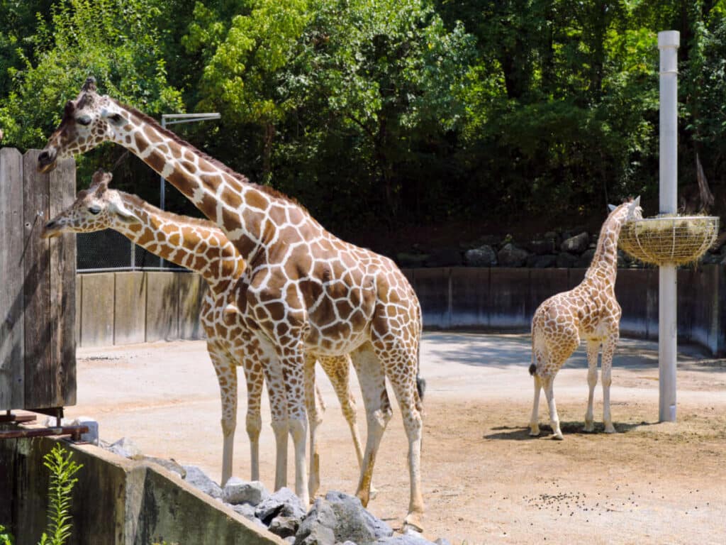 View of the giraffes eating inside the Memphis Zoo