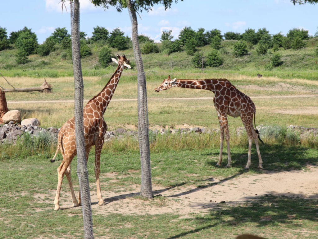 Two giraffes at the safari in Columbus Zoo