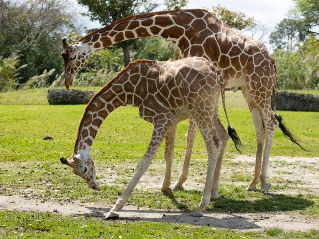 Two Giraffes at Zoo Miami