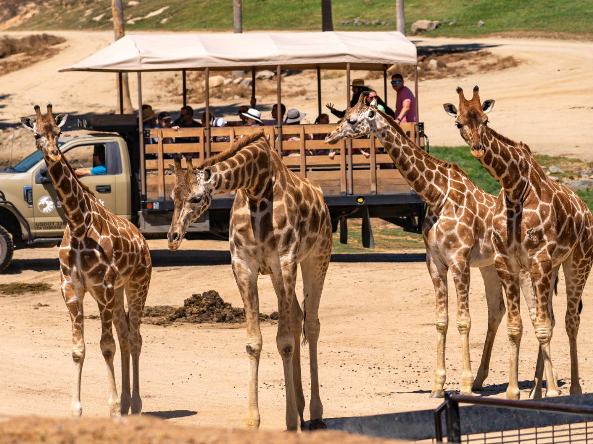 View of giraffes wandering at the San Diego Zoo Safari Park