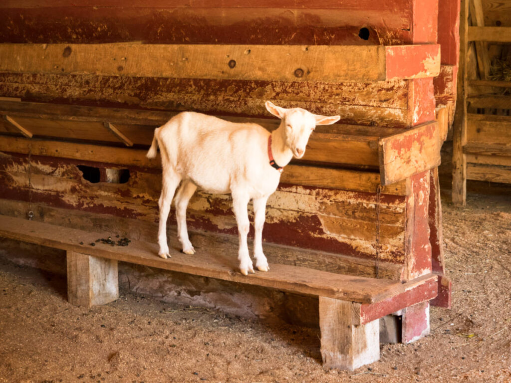 View of a baby goat at Connemara Farms at the Carl Sandburg Home