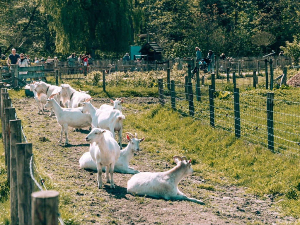A herd of goat at Geitenboerderij Ridammerhoeve
