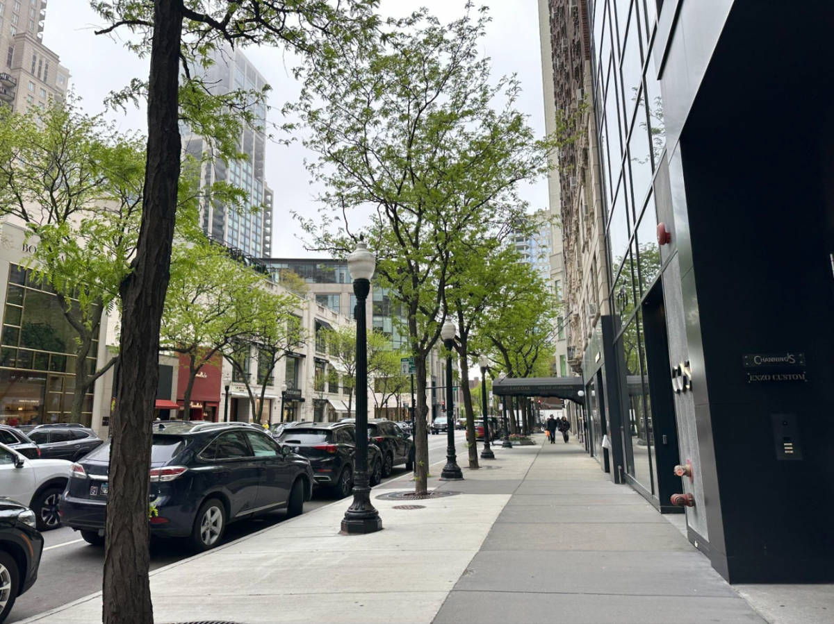 The sidewalk surrounded by greenery in Gold Coast