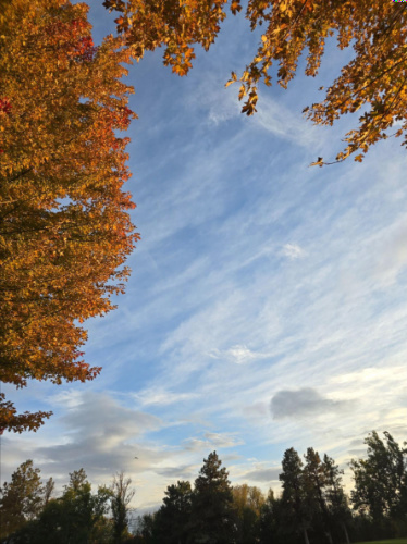 View of gold leaves during autumn season in Yakima