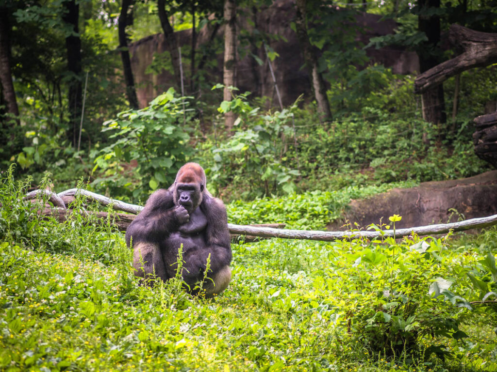 View of a Western Lowland Gorilla at Zoo Atlanta