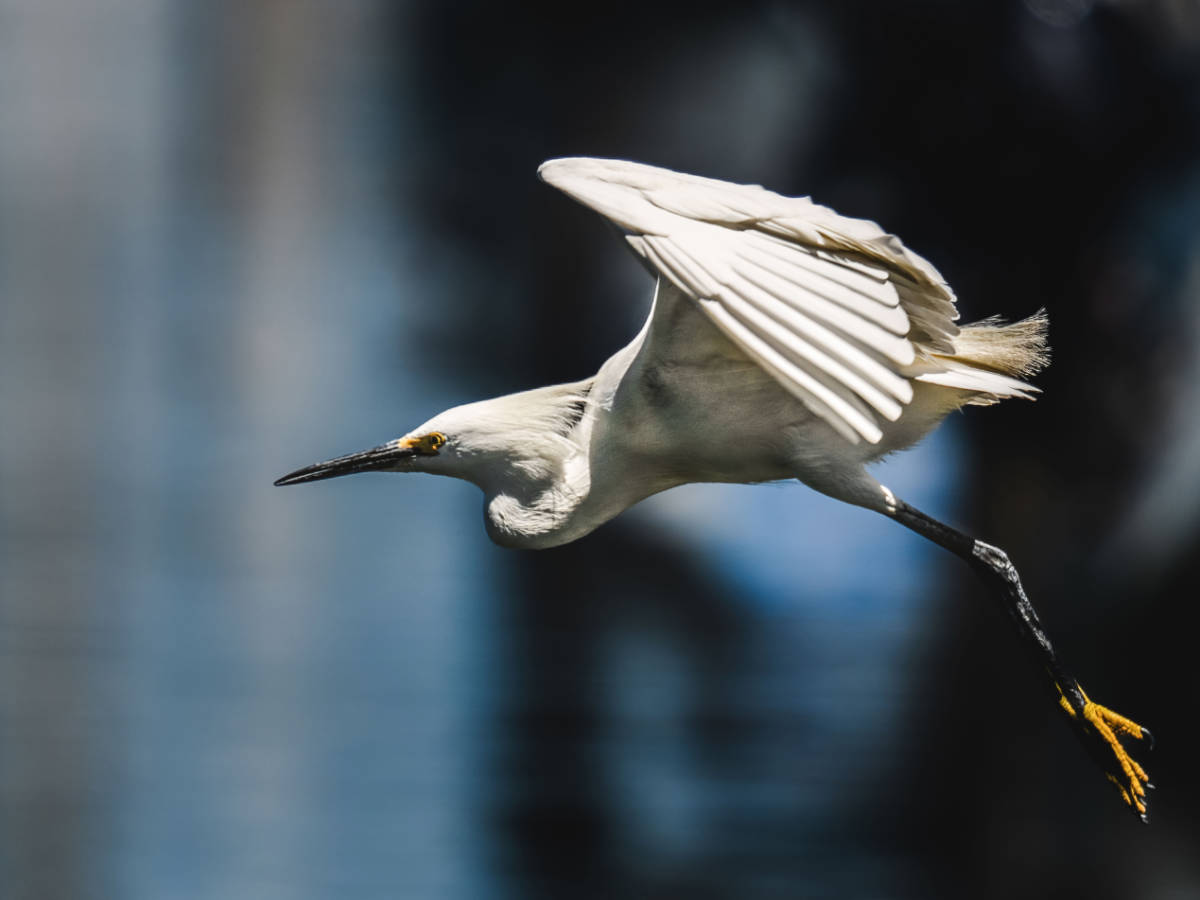 Close up view of a Great Egret