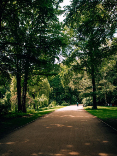 A wide pathway surrounded by greenery at The Tiergarten
