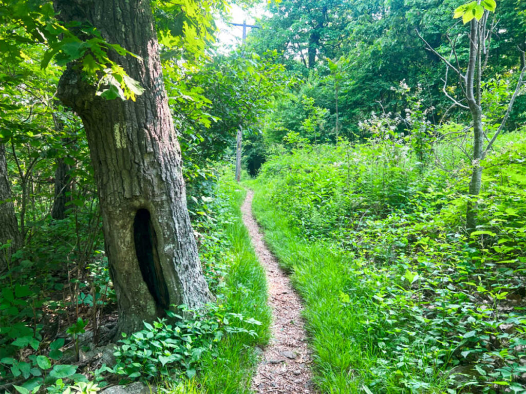 The greenery around Appalachian Trail