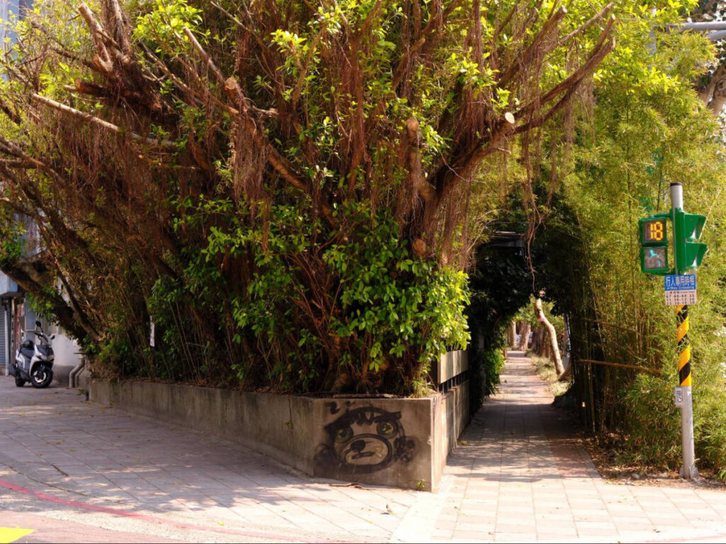 A path covered with greenery in Songshan