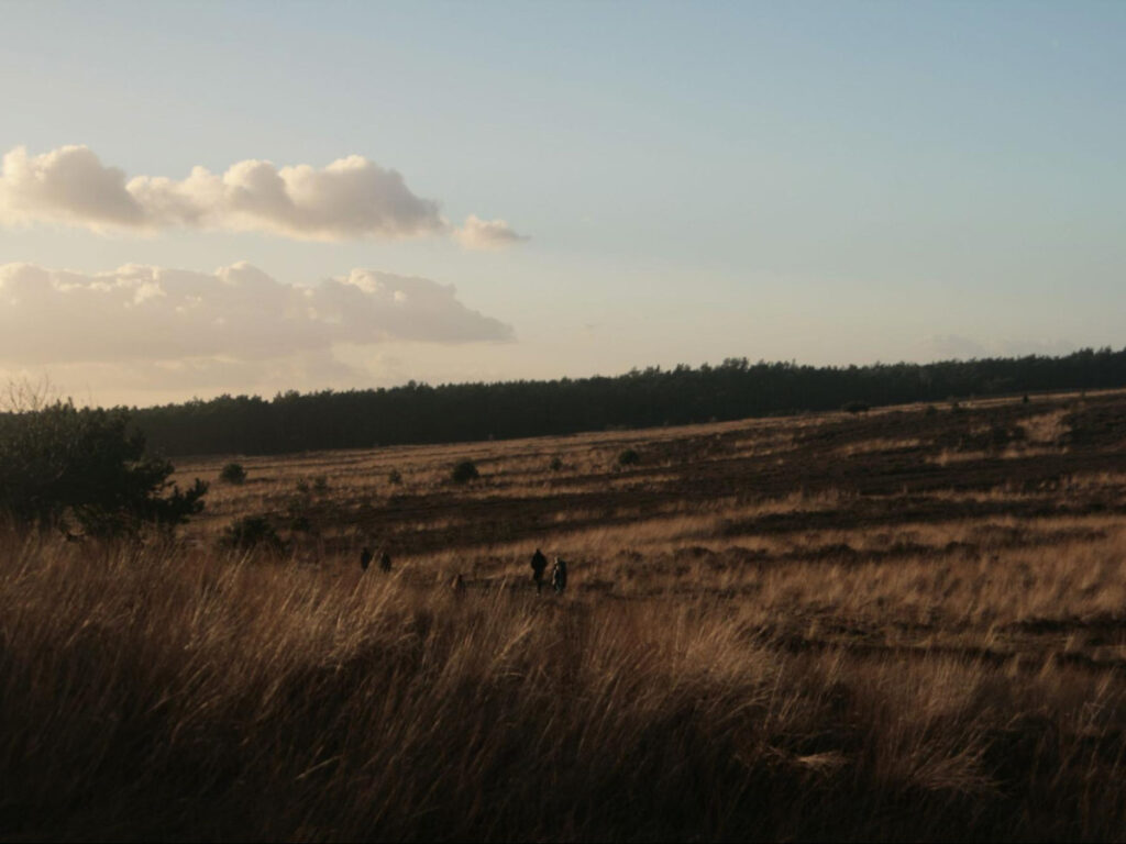 Panoramic view of the heath of Nationaal Park de Veluwe at sunset