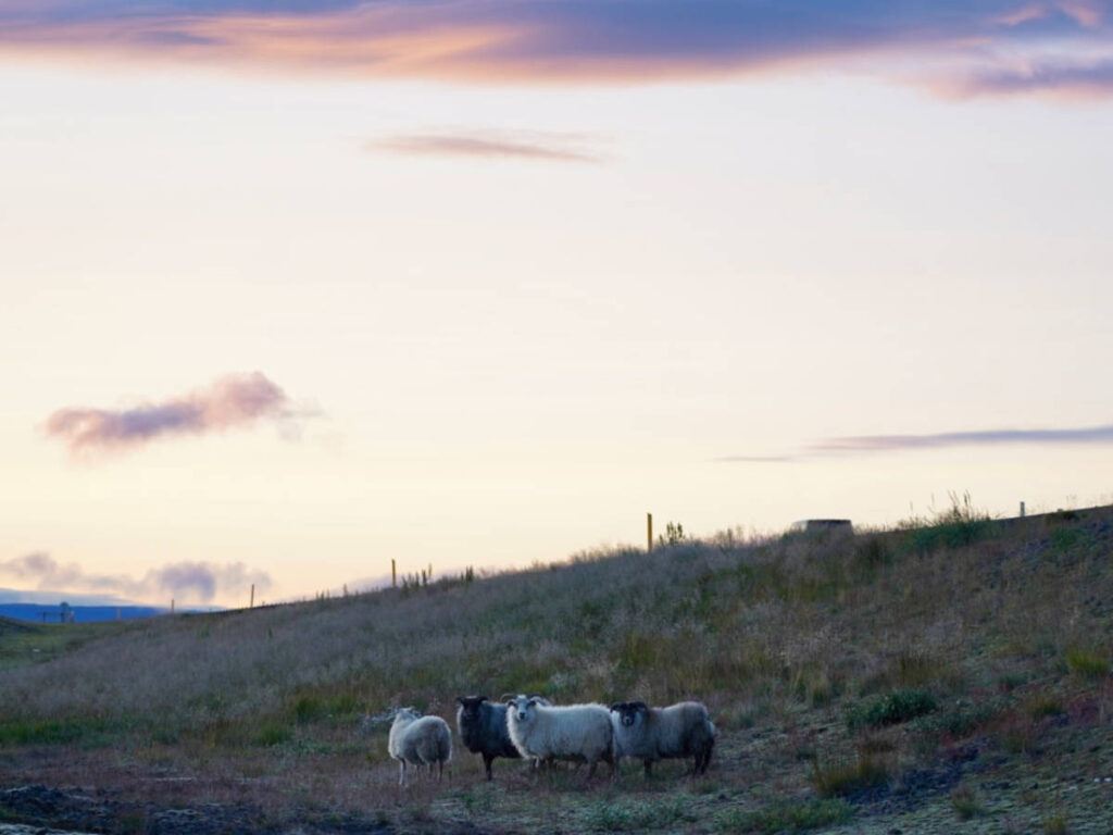A herd of sheep along the road with scenic sunset views