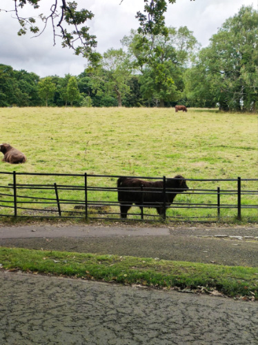 View of the highland calves in the lush greenery