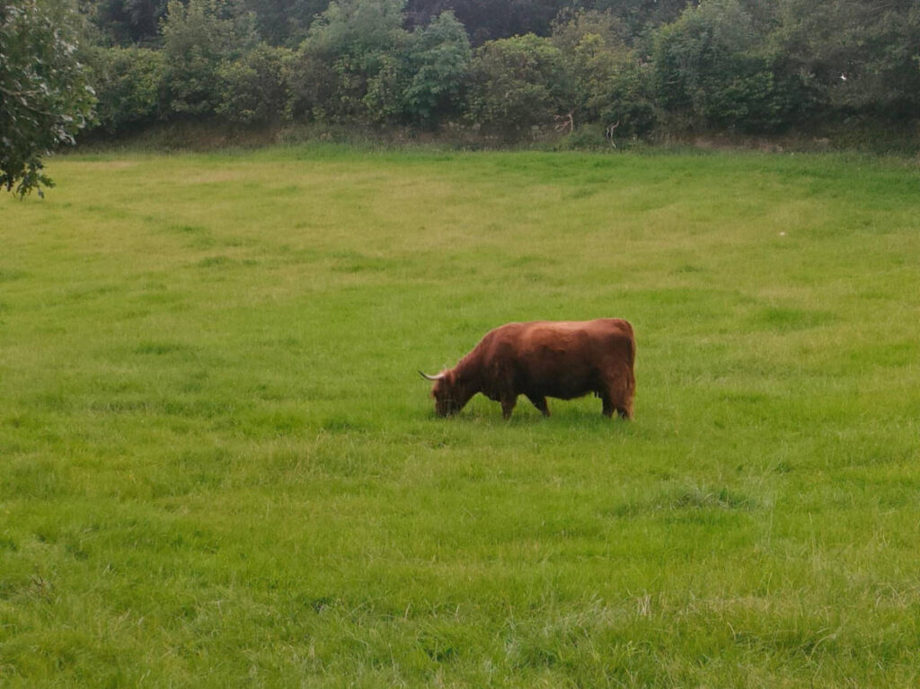 A highland cow eating the lush grass