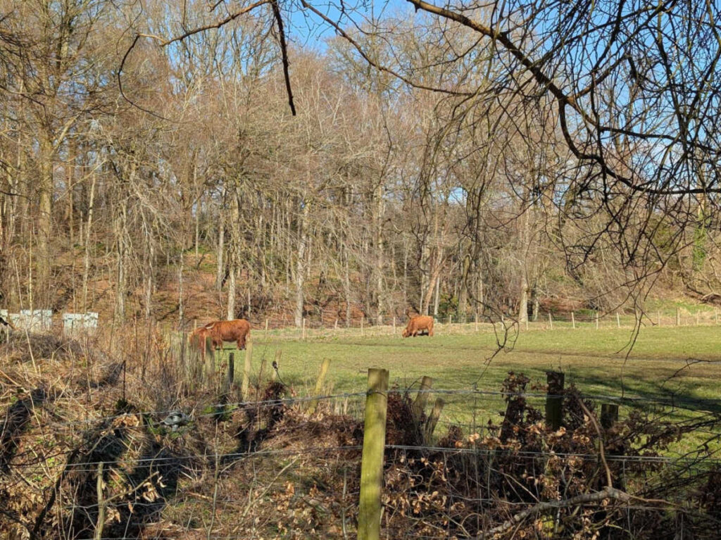 View of the highland cows on a lush farm