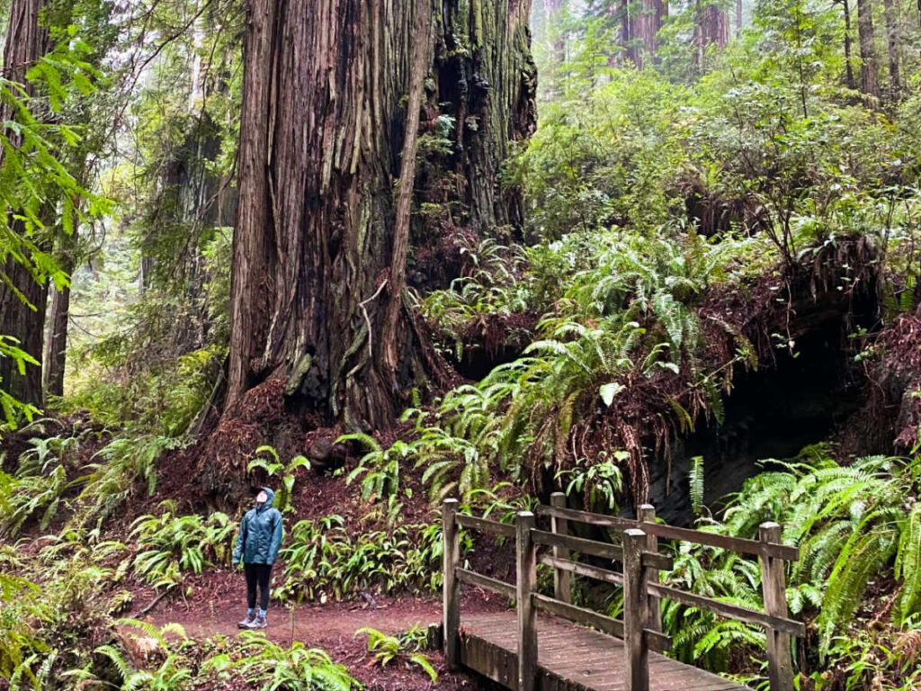 A woman standing near the giant redwood trees