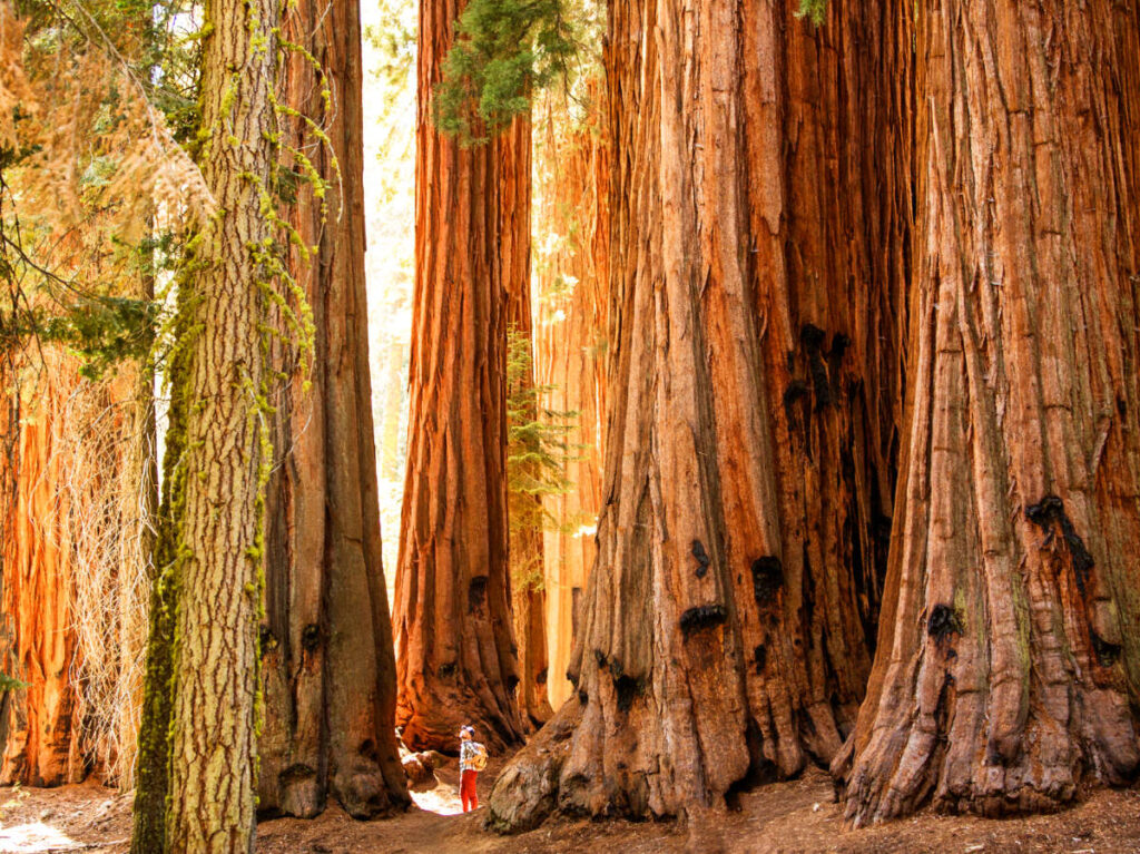 A hiker in the middle of the huge sequoia trees
