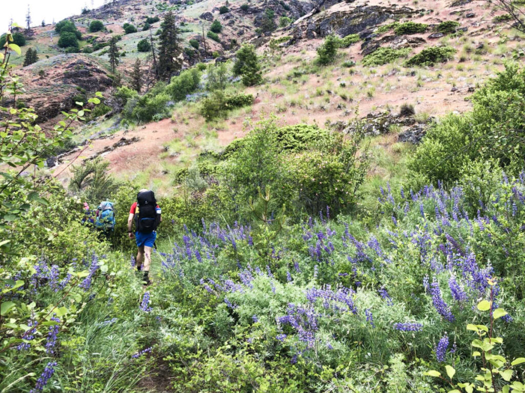View of the backpackers along the trail surrounded by lupines